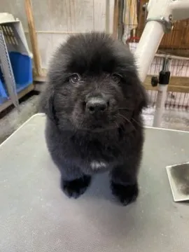 ニューファンドランド（親子）【犬】ユージン ニューファンドランド