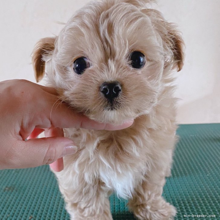 パネルのみ❤ヨーキー シーズー マルチーズ チワワ トイプードル