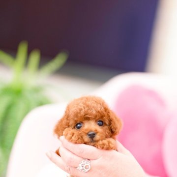 ティーカッププードルの子犬を探す｜ブリーダー直販の子犬販売