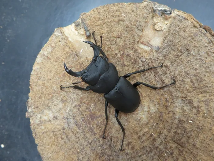 オオクワガタ♂73＋♀45（クワガタ標本） | オオクワ京都昆虫館