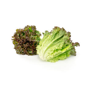 サニーレタス｜野菜一覧｜野菜｜長野県の農畜産物｜JA全農長野