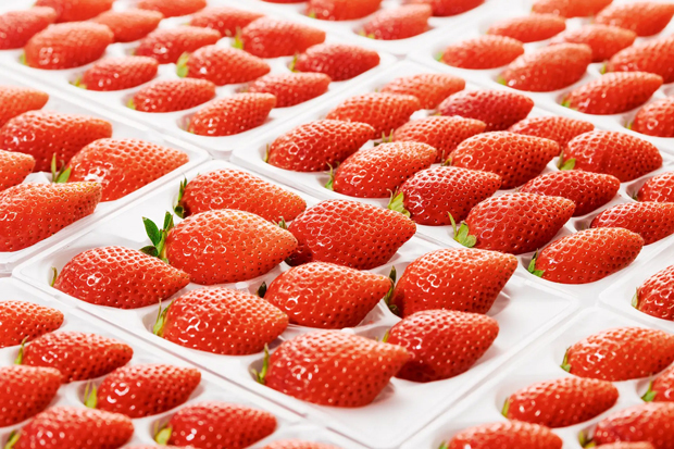 農作物品種改良のカルタ、高品質いちごを販売 - NNA ASIA