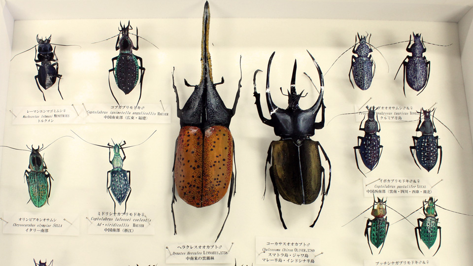 平成29年2月1日（水）～3月10日（金） ペーパーインセクトと世界の虫