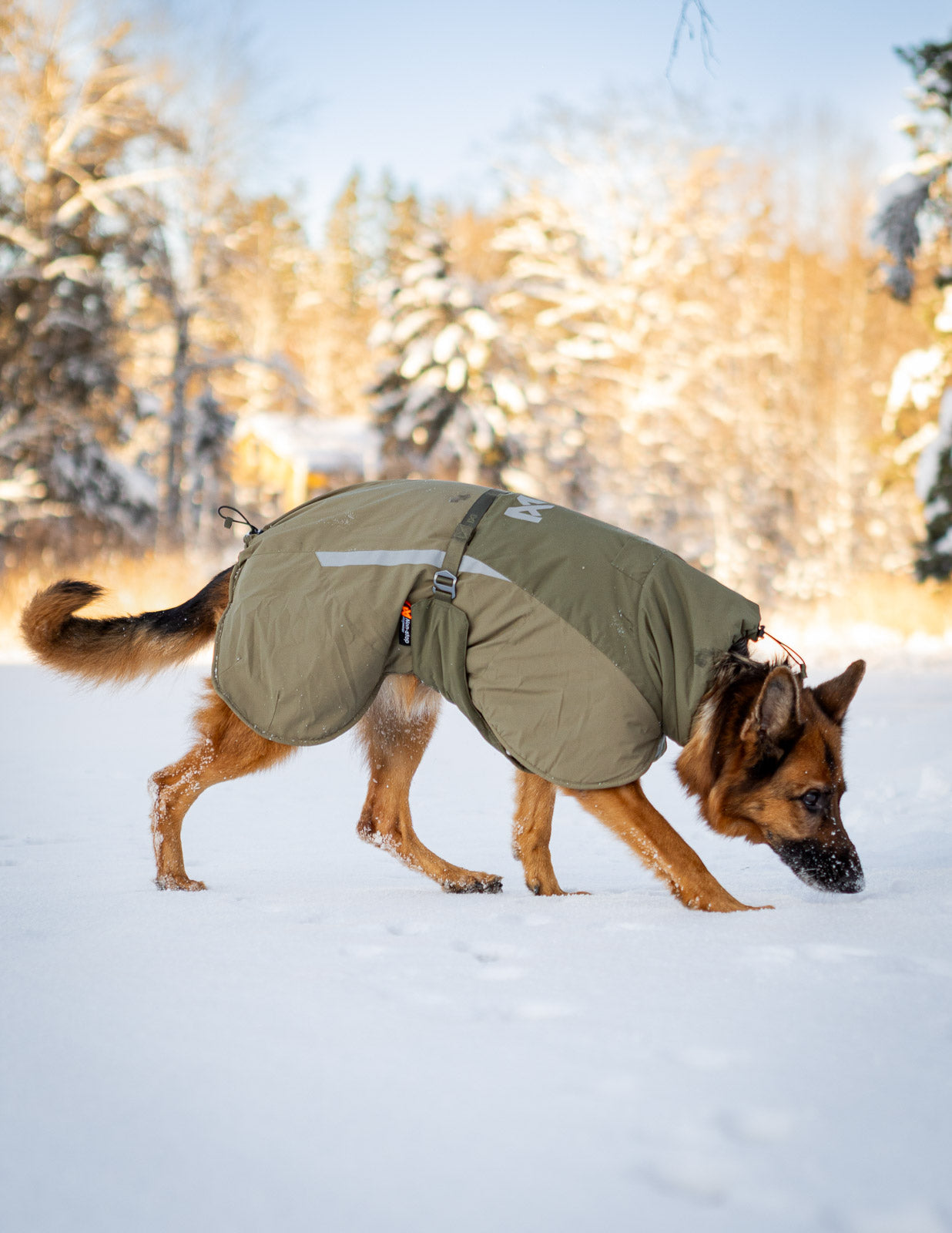 Dog winter jacket | Glacier wool jacket 3.0 – Non-stop dogwear