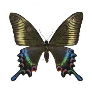 ミヤマカラスアゲハ♂♀標本☆北方領土択捉島産☆ 日本人採集