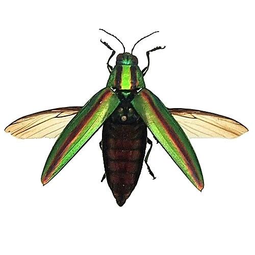 9月限定 昆虫標本 タマムシ 9月限定 昆虫標本 タマムシ 9月限定 昆虫