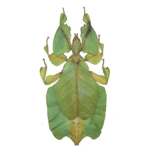 コノハムシ , タグ「昆虫」 , 蝶の標本 販売・通販のNatureShop