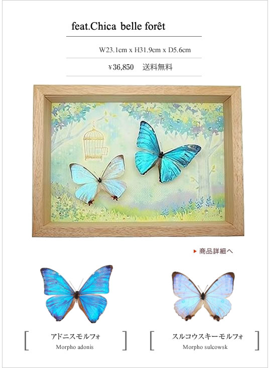 チョウとイラストの新しい形。collectionB feat.Chica , 蝶の標本 販売