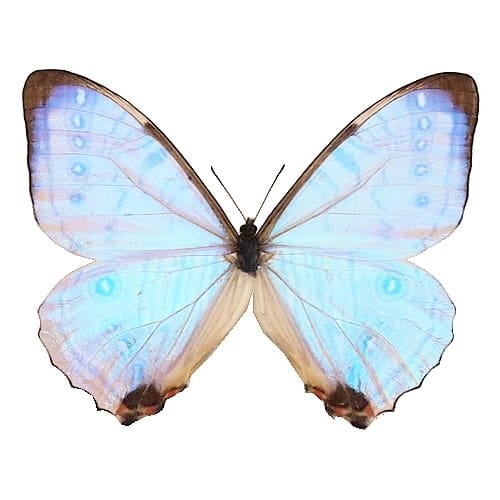 タグ「モルフォ」 , 蝶の標本 販売・通販のNatureShop|モルフォや