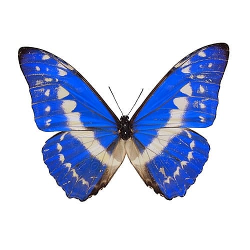 カキカモルフォ♂ 標本 青美麗 126mm白紋出現型・大型標本