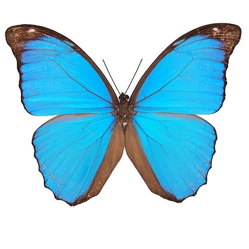 極美個体】レテノールモルフォ蝶 蛾ピカソモスモルフォチョウ昆虫標本