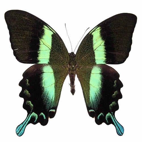 オオルリアゲハ 標本 オオルリオビアゲハ , 蝶の標本 販売・通販の