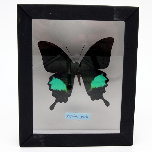 アゲハ蝶科標本 , 蝶の標本 販売・通販のNatureShop|モルフォや