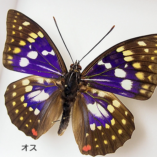 オオムラサキ／ペアセット , セット標本 , 蝶の標本 販売・通販の