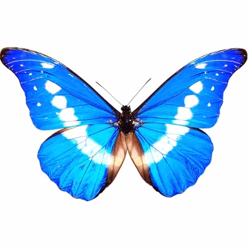 ペルー産 ヘレナモルフォ 130mm ペルー産 ヘレナモルフォ 130mm