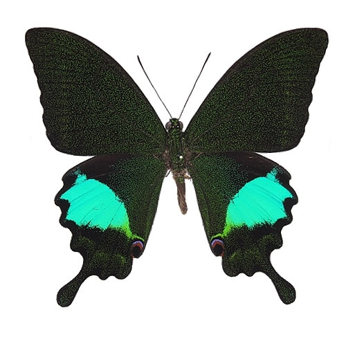 アグリアスファルキドンフルニエラ♂ ペリクレスミイロタテハ 蝶標本