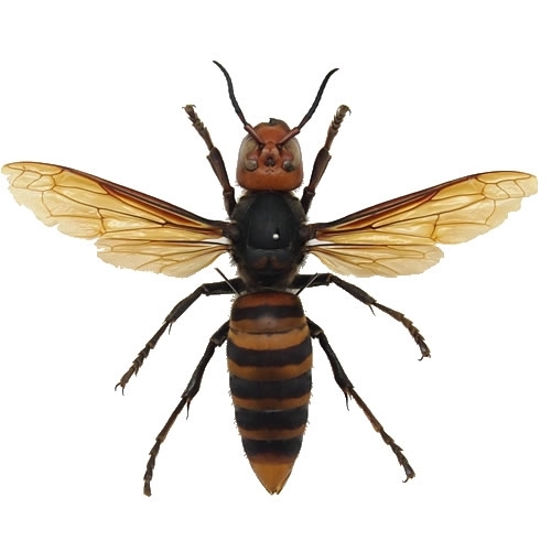 オオスズメバチ(女王蜂) , 昆虫標本 , 蝶の標本 販売・通販の