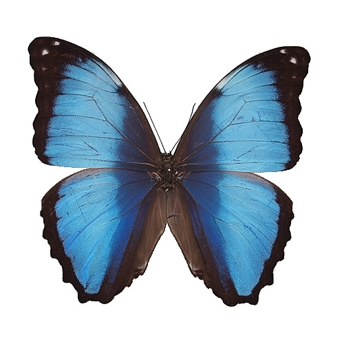 ダイダミアモルフォ(デイダミアモルフォ) , 蝶の標本 販売・通販の