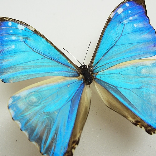 ゼフィリティスモルフォ , キーワード「モルフォ」 , 蝶の標本 販売