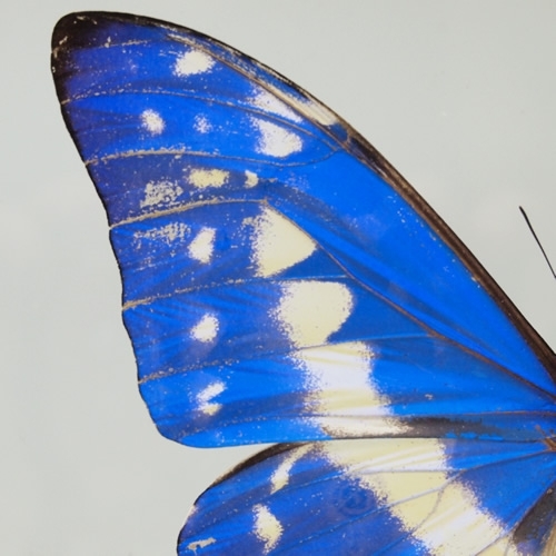 送料無料】キプリスモルフォ , 蝶の標本 販売・通販のNatureShop