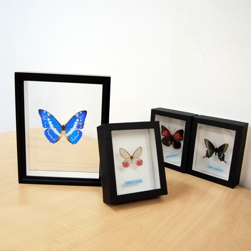 蝶の標本 17頭ガラスケース入り