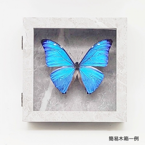 アドニスモルフォ , タグ「青」 , 蝶の標本 販売・通販のNatureShop