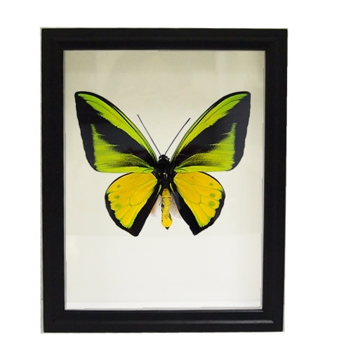 送料無料】ゴライアストリバネアゲハ , 蝶の標本 販売・通販の