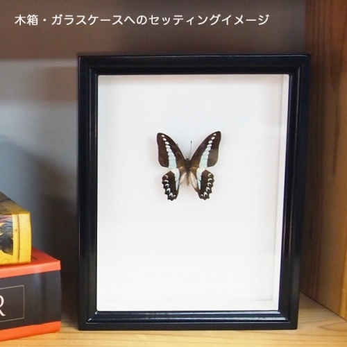 アオスジアゲハ , 蝶の標本 販売・通販のNatureShop|モルフォや