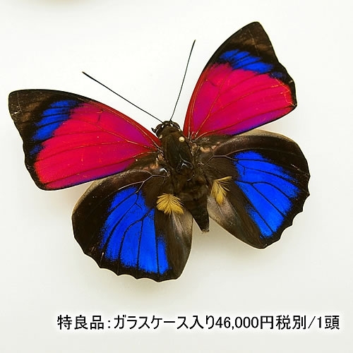 送料無料】アグリアス-クラウディナ-サルダナパラス(サンダナパルス