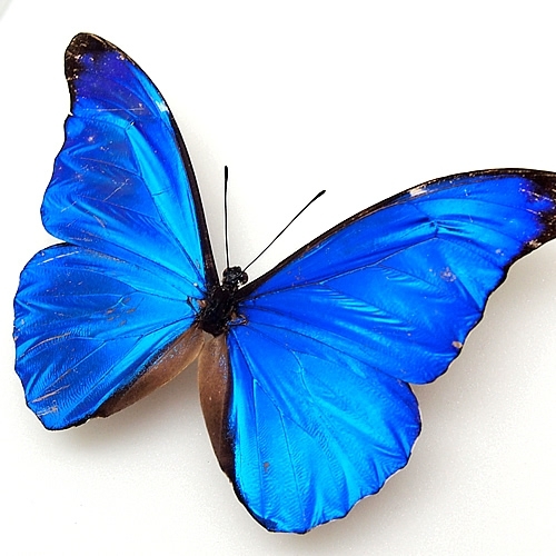 レテノールモルフォ , タテハ蝶科標本 , 蝶の標本 販売・通販の