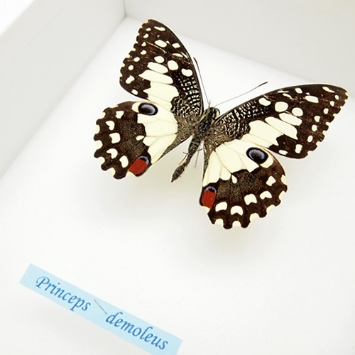 オナシアゲハ , 蝶の標本 販売・通販のNatureShop|モルフォやキプリス