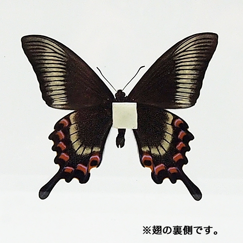 ミヤマカラスアゲハ／ペアセット , 蝶の標本 販売・通販のNatureShop