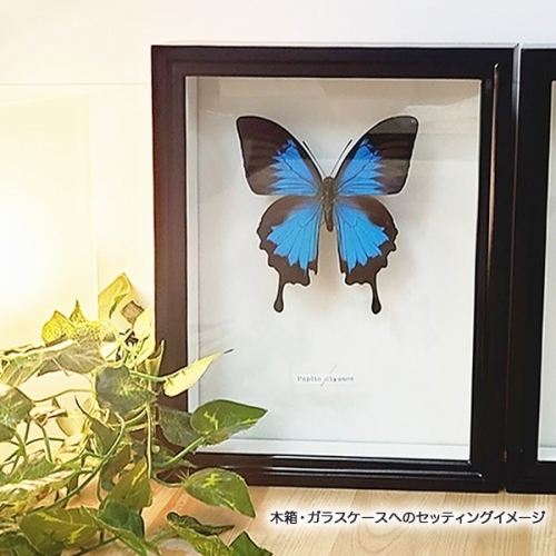 モルフォ蝶 オオルリアゲハ他11匹 標本 モルフォ蝶 オオルリアゲハ他11