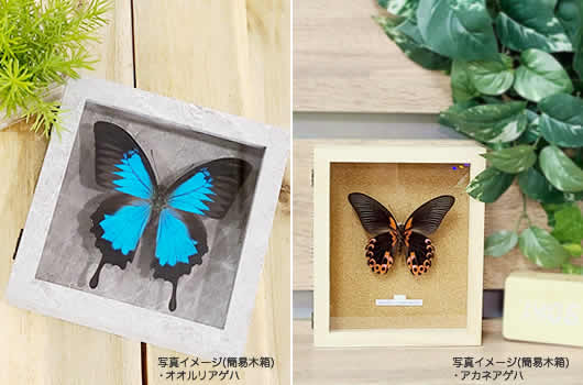 ルーゲンスミイロタテハ , 蝶の標本 販売・通販のNatureShop|モルフォ