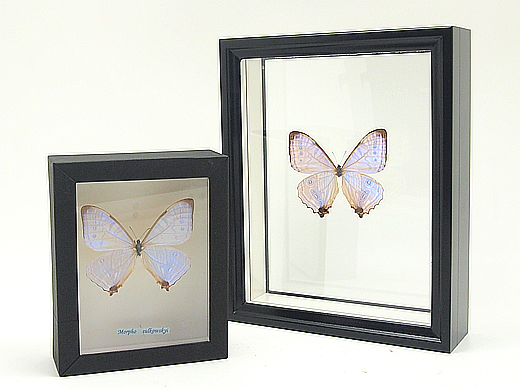 エロスモルフォ , タテハ蝶科標本 , 蝶の標本 販売・通販のNatureShop