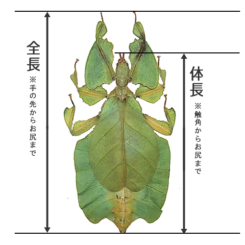 コノハムシ , 蝶の標本 販売・通販のNatureShop|モルフォやキプリス