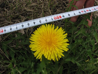 大きなタンポポ タンポポ | Taraxacum | かぎけん花図鑑