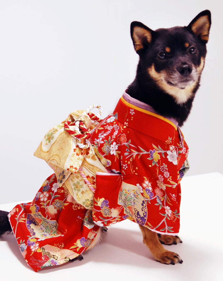 B442.pon2pan2☆犬オーダー☆犬お着物☆犬2ウェイお着物 B442.pon2pan2