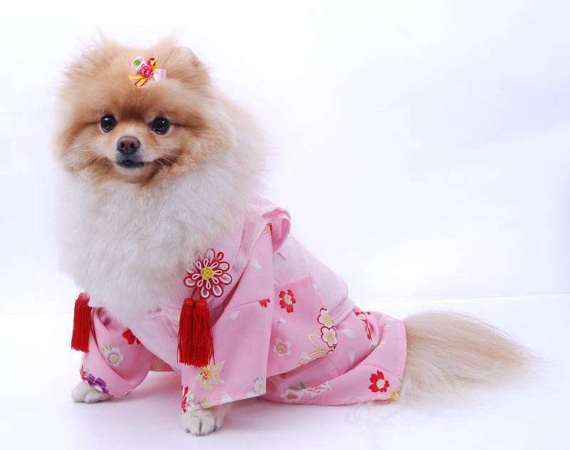 犬の着物✨犬用本格大振袖 S 白×サーモンピンク 正絹 犬