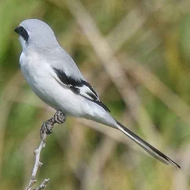 パルナシウス・ノミオン（中国青海省共和、メス）