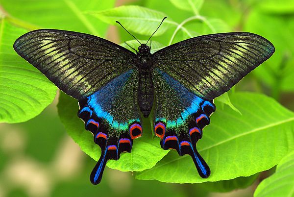北海道産 ミヤマカラスアゲハ オス 1匹 異常型】ミヤマカラスアゲハ