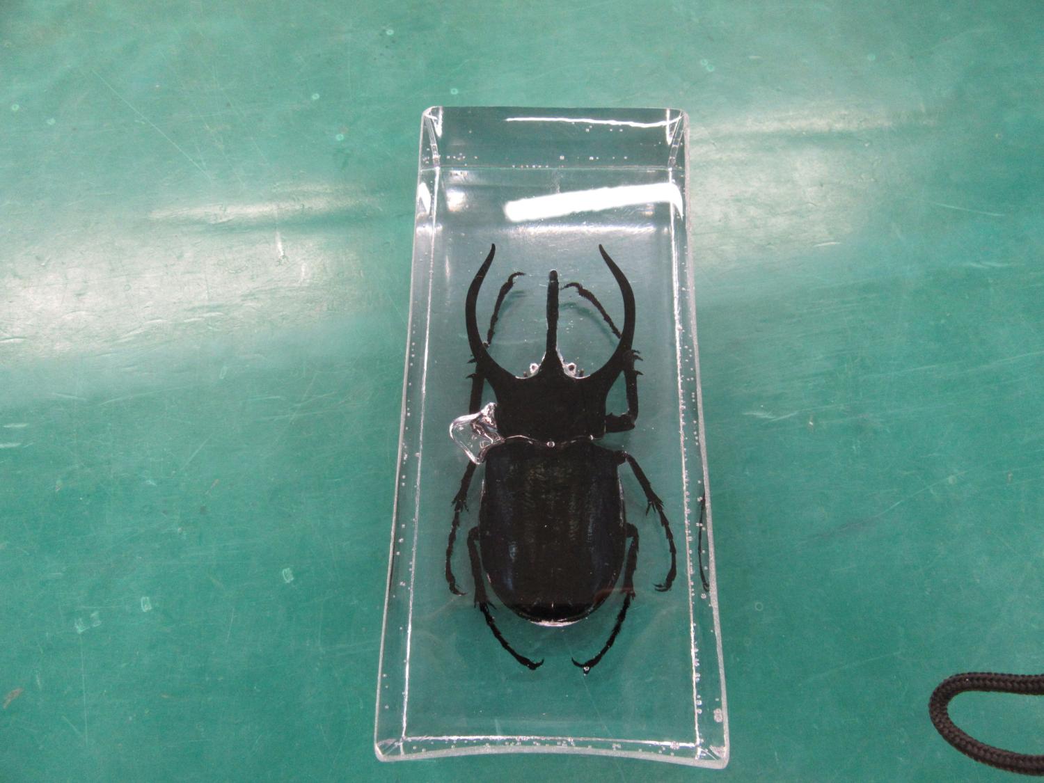 玲*華様 コーカサスオオカブト標本 玲*華様 コーカサスオオカブト標本