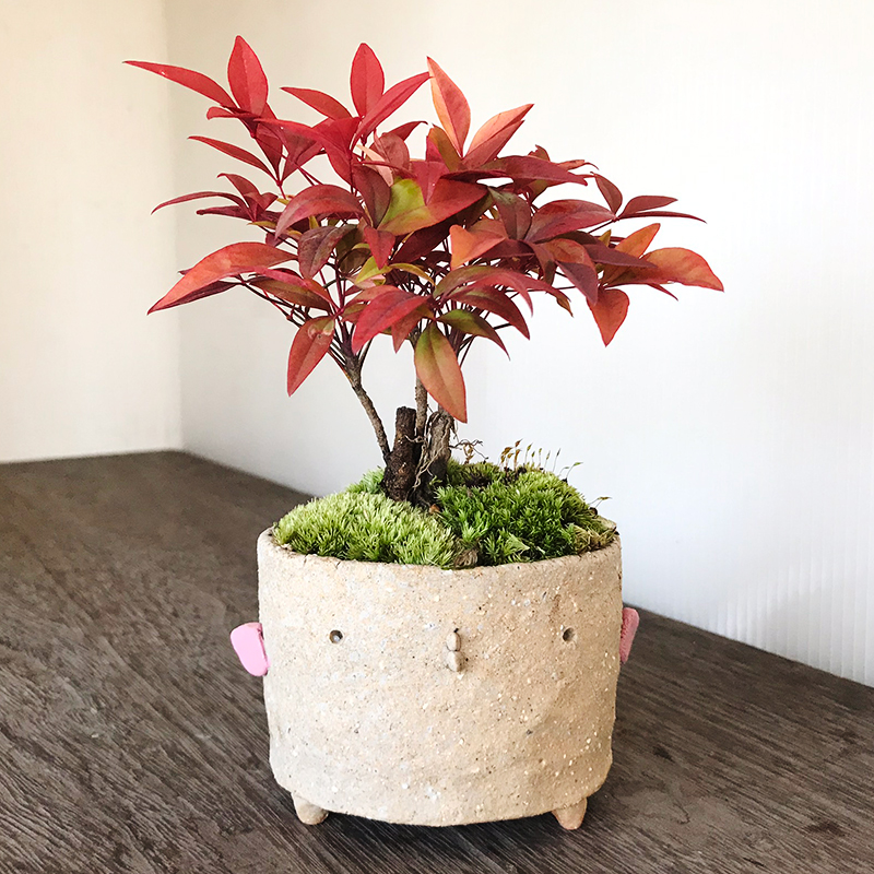 レア】天山×花扇コラボ ミニ盆栽鉢 レア】天山×花扇コラボ ミニ盆栽鉢