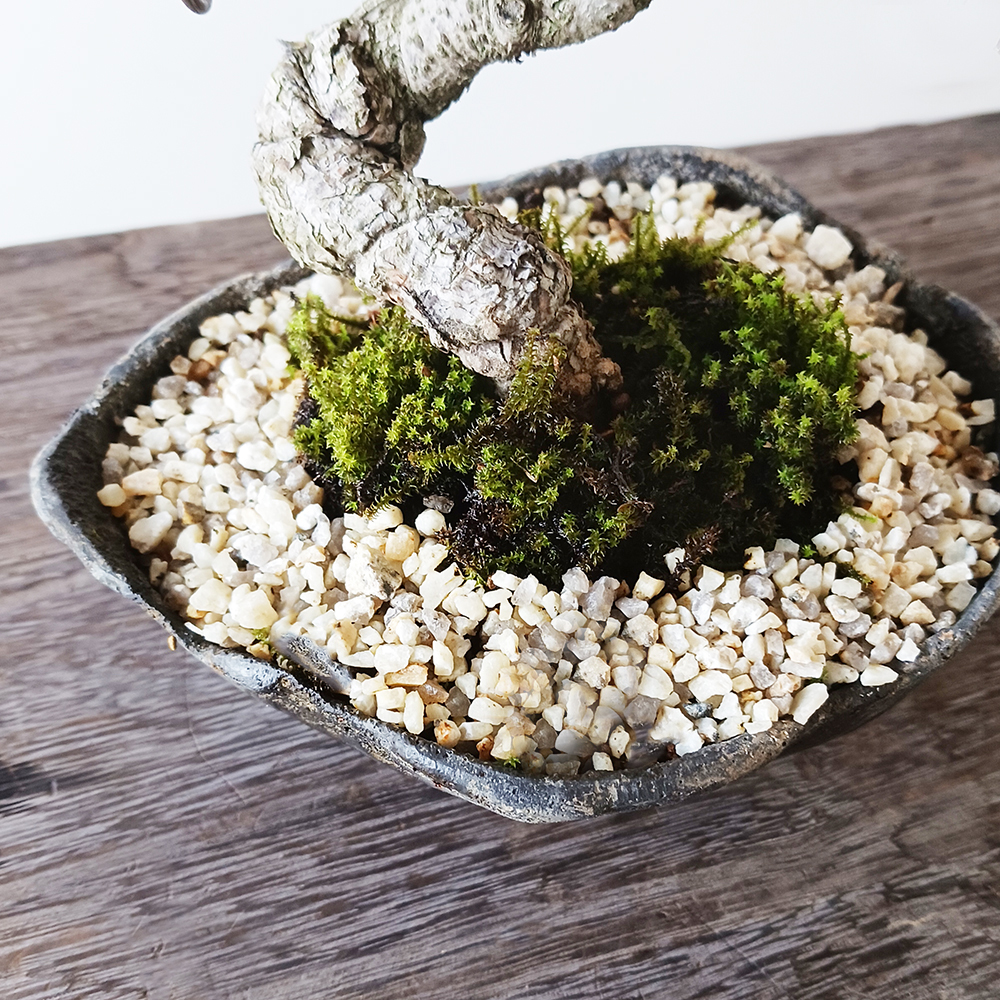 レア】天山×花扇コラボ ミニ盆栽鉢 レア】天山×花扇コラボ ミニ盆栽鉢