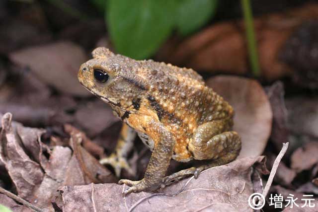 ミヤコヒキガエル / 国立環境研究所 侵入生物DB