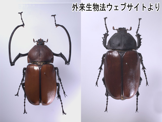 クモテナガコガネ属 / 国立環境研究所 侵入生物DB