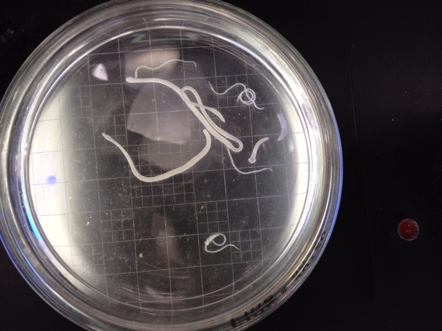 管理栄養科】食品に潜む寄生虫 | 新潟県北里大学保健衛生専門学院の