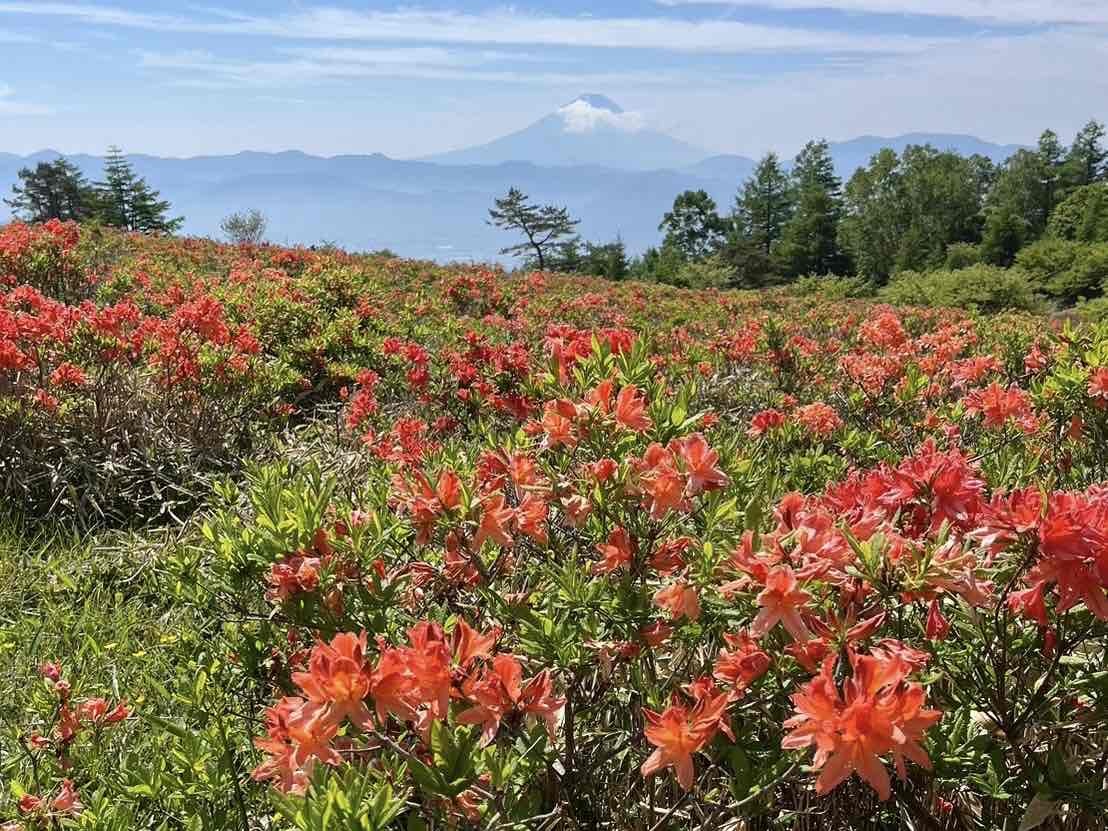 花摘みの連作 カード検索 ｜ Z/X - Zillions of enemy X - ゼクス公式