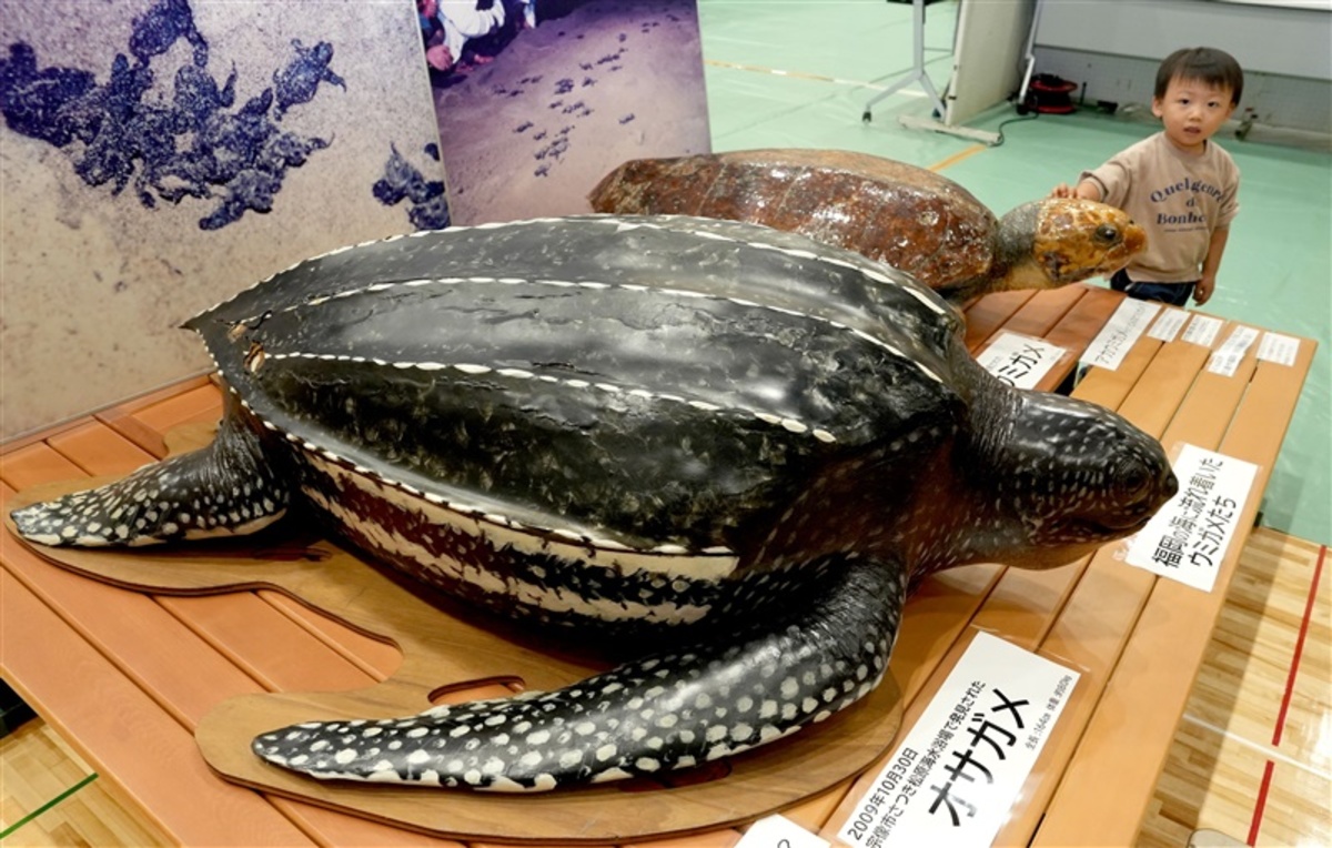 福岡・飯塚市で「屋久島うみがめ展」 12月3日まで｜【西日本新聞me】