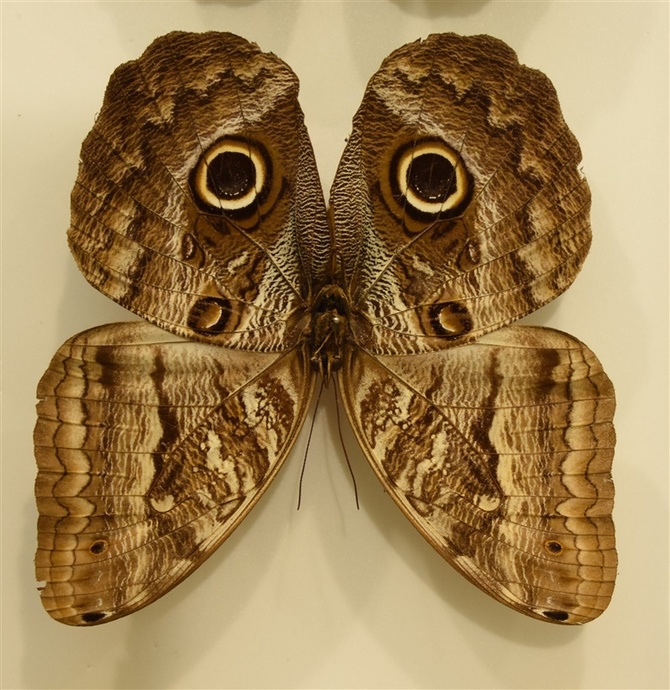 ひっくり返して上下を逆にするとフクロウのように見える「フクロウ